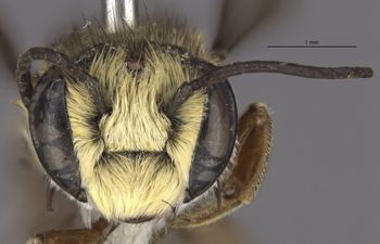 Media type: image;   Entomology 25438 Aspect: head frontal view